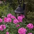 Phlox paniculata 'Dymczatnyj Koral' – Bugás lángvirág