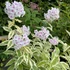 Phlox paniculata 'Nora Leigh' – Bugás lángvirág
