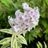 Phlox paniculata 'Nora Leigh' – Bugás lángvirág