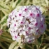 Phlox paniculata 'Nora Leigh' – Bugás lángvirág