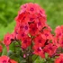 Phlox paniculata 'Orange Perfection' – Bugás lángvirág