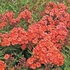 Phlox paniculata 'Orange Perfection' – Bugás lángvirág