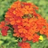 Phlox paniculata 'Orange Perfection' – Bugás lángvirág