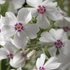 Phlox subulata 'Amazing Grace' - Árlevelű lángvirág
