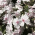Phlox subulata 'Amazing Grace' - Árlevelű lángvirág