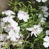 Phlox subulata 'Amazing Grace' - Árlevelű lángvirág