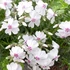 Phlox subulata 'Amazing Grace' - Árlevelű lángvirág