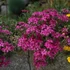 Phlox subulata 'Atropurpurea' - Árlevelű lángvirág