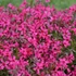 Phlox subulata 'Atropurpurea' - Árlevelű lángvirág