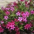 Phlox subulata 'Atropurpurea' - Árlevelű lángvirág