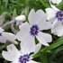 Phlox subulata 'Bavaria' - Halványkék árlevelű lángvirág