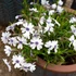 Phlox subulata 'Bavaria' - Halványkék árlevelű lángvirág