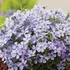 Phlox subulata 'Fabulous Blue Dark Center' – Árlevelű lángvirág