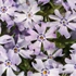 Phlox subulata 'Fabulous Blue Dark Center' – Árlevelű lángvirág