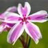 Phlox subulata 'Kimono Pink White' - Árlevelű lángvirág