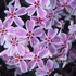 Phlox subulata 'Kimono Pink White' - Árlevelű lángvirág