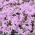 Phlox subulata 'Kimono Pink White' - Árlevelű lángvirág