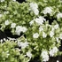 Phlox subulata 'Maischnee' – Árlevelű lángvirág