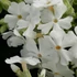 Phlox subulata 'Maischnee' – Árlevelű lángvirág