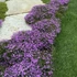 Phlox subulata 'Purple Beauty' - Árlevelű lángvirág