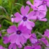 Phlox subulata 'Purple Beauty' - Árlevelű lángvirág