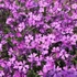 Phlox subulata 'Purple Beauty' - Árlevelű lángvirág