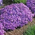 Phlox subulata 'Purple Beauty' - Árlevelű lángvirág
