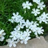 Phlox subulata 'Snowflake' – Árlevelű lángvirág