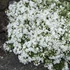 Phlox subulata 'Snowflake' – Árlevelű lángvirág