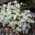 Phlox subulata 'Snowflake' – Árlevelű lángvirág