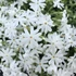 Phlox subulata 'Snowflake' – Árlevelű lángvirág