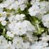 Phlox subulata 'White Delight' - Árlevelű lángvirág
