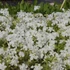 Phlox subulata 'White Delight' - Árlevelű lángvirág