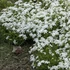 Phlox subulata 'White Delight' - Árlevelű lángvirág