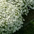 Phlox subulata 'White Delight' - Árlevelű lángvirág