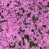 Phlox subulata 'Zwergenteppich' - Árlevelű lángvirág