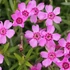 Phlox subulata 'Zwergenteppich' - Árlevelű lángvirág