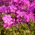 Phlox subulata 'Zwergenteppich' - Árlevelű lángvirág