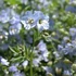 Polemonium reptans 'Blue Pearl' – Indás csatavirág
