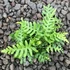 Polypodium vulgare – Közönséges édesgyökerű páfrány