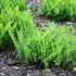 Polypodium vulgare – Közönséges édesgyökerű páfrány