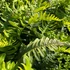 Polypodium vulgare – Közönséges édesgyökerű páfrány