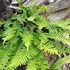Polypodium vulgare – Közönséges édesgyökerű páfrány