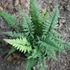 Polystichum tsus-simense - Koreai sziklai páfrány