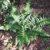Polystichum tsus-simense - Koreai sziklai páfrány