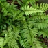 Polystichum tsus-simense - Koreai sziklai páfrány
