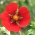 Potentilla 'Flamenco' – Pimpó