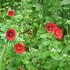 Potentilla 'Flamenco' – Pimpó