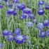 Primula capitata ssp. mooreana – Fejecskés kankalin