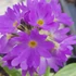 Primula denticulata 'Prom Lilac' – Gömbös kankalin
